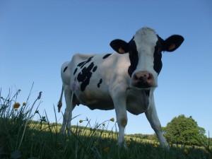 Vache