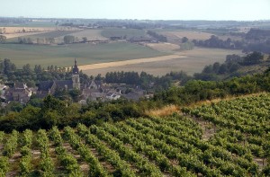 Vigne / Viticulture / Vignoble et paysage du Saumurois, en Val de Loire, en t