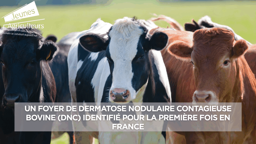 Un foyer de Dermatose nodulaire contagieuse bovine (DNC) identifié pour ...