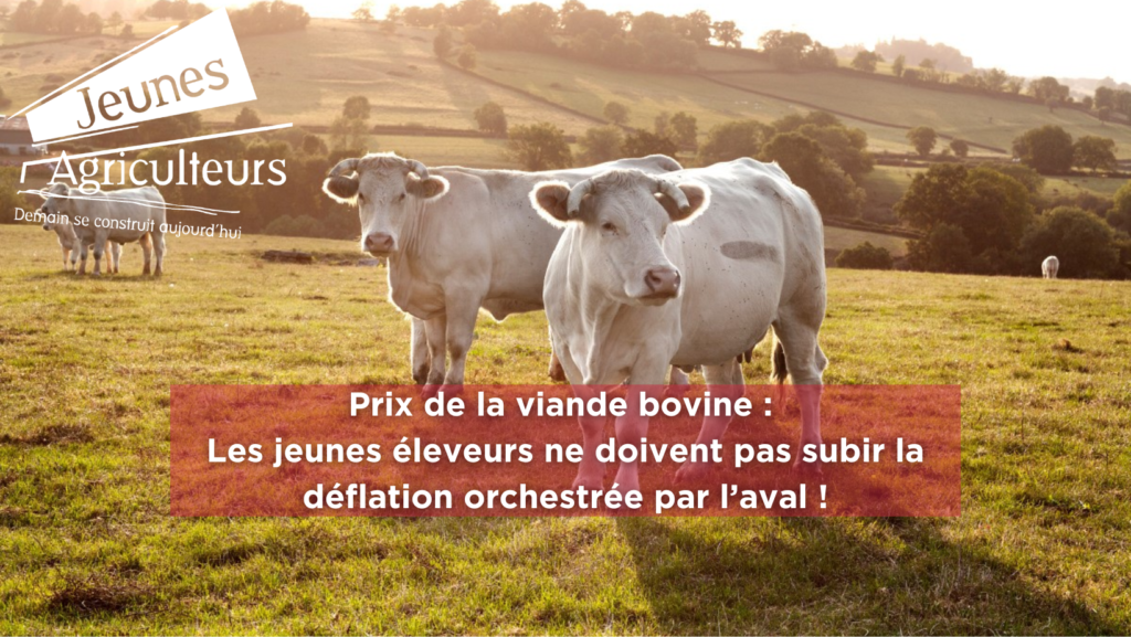 Prix de la viande bovine : Les jeunes éleveurs ne doivent pas subir la déflation orchestrée par l’aval !
